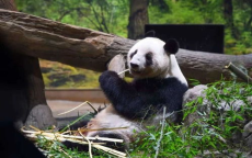 晓晓与蕾蕾平安归国：中日友谊的熊猫使者