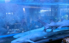 争议漩涡：网红餐厅圈养鲨鱼企鹅，生态伦理与商业利益碰撞