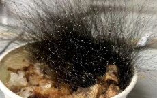 牛肉饭忘办公室节后长出15cm“黑发”