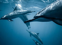 “王楚钦吴刚夫妇腊八佳节温馨同框,甜蜜氛围感染众人”